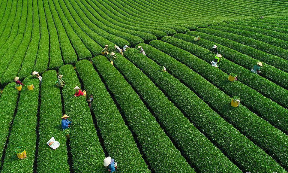 Tour Hà Nội - Mộc Châu Teambuilding 2 ngày 1 đêm